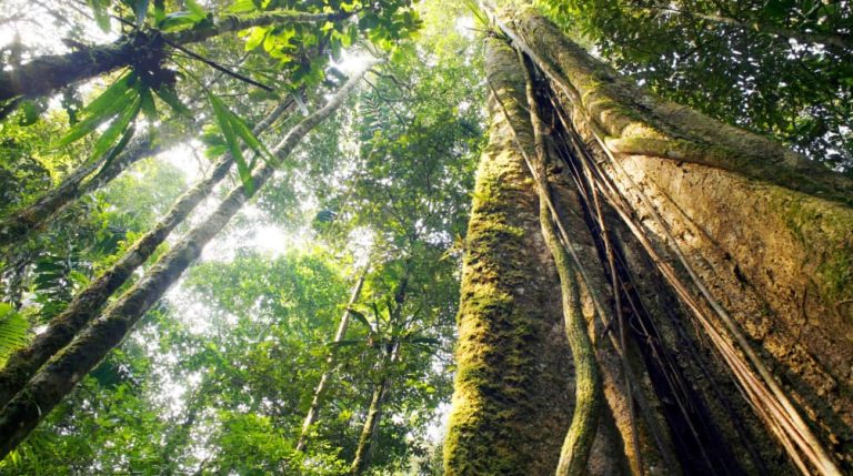 The Importance of Jungles for the Earth and the Environment