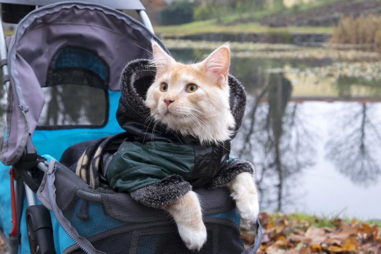Explore with Elegance: Cat Strollers Tailored for Adventure